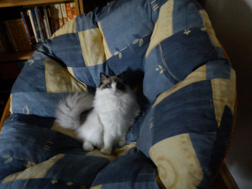 DSC01294.jpg