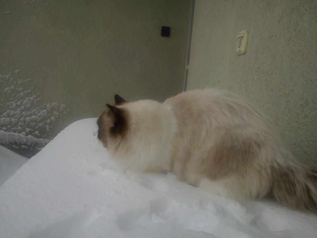 DSC01672.jpg