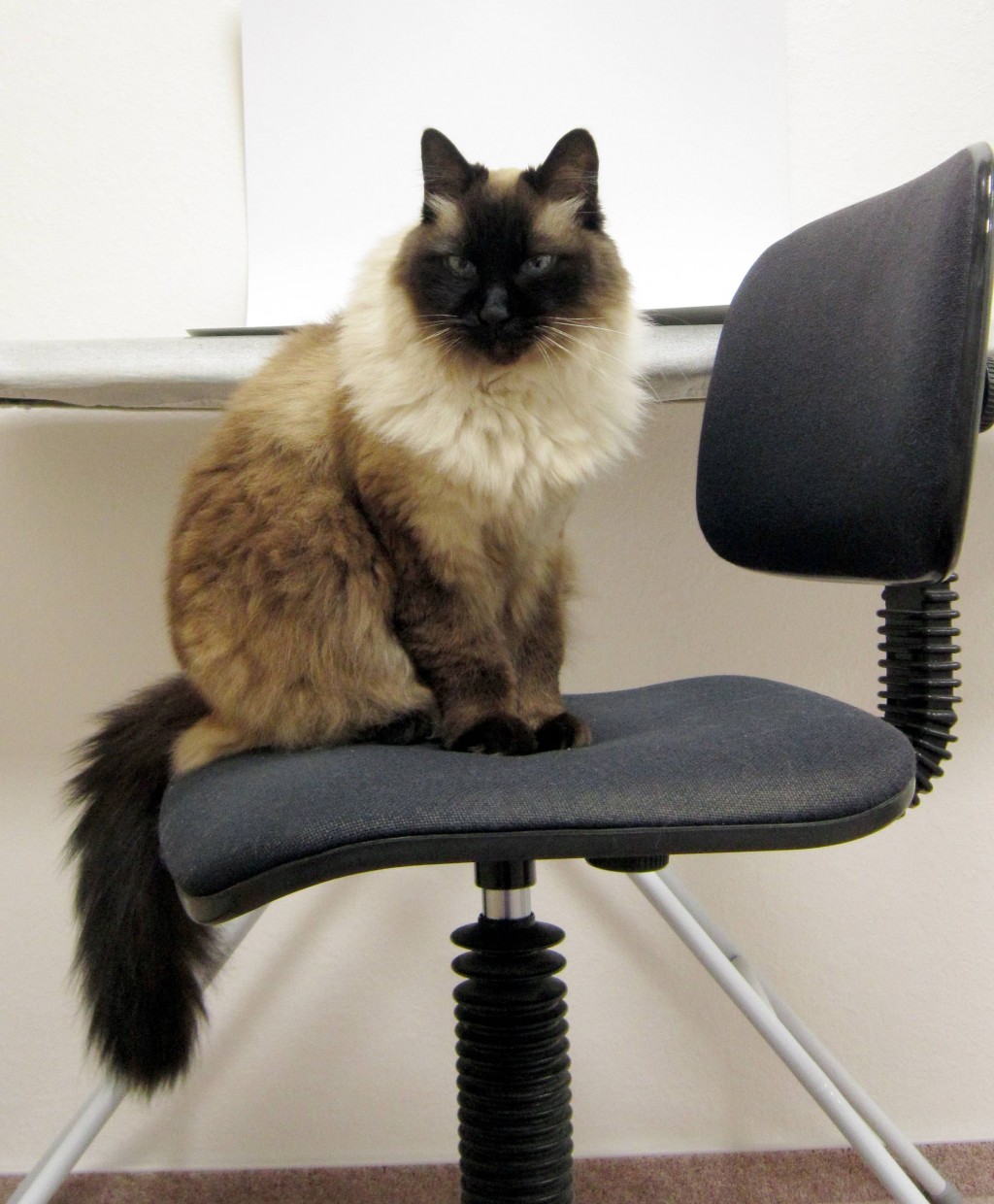 Cuppi, a modell.jpg