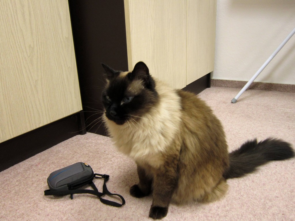 Cuppi, a fényképész.jpg