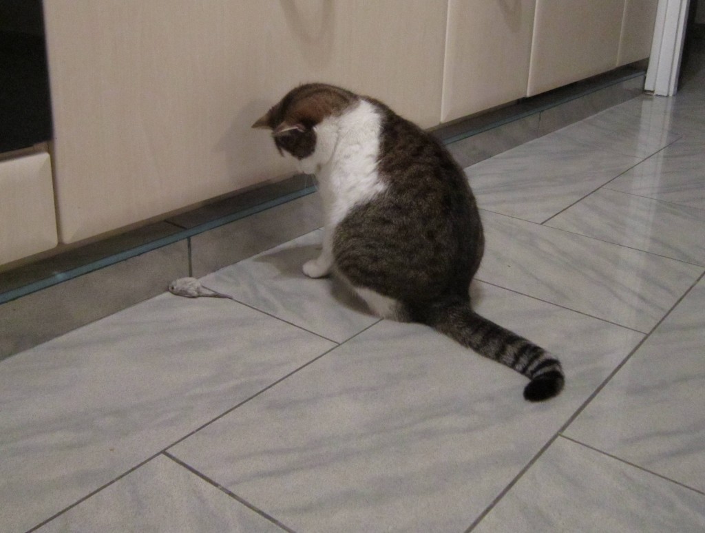 Floki, a kíméletlen.jpg