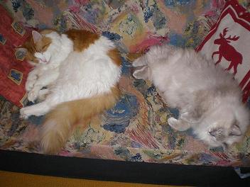 PA110478kiskk.jpg