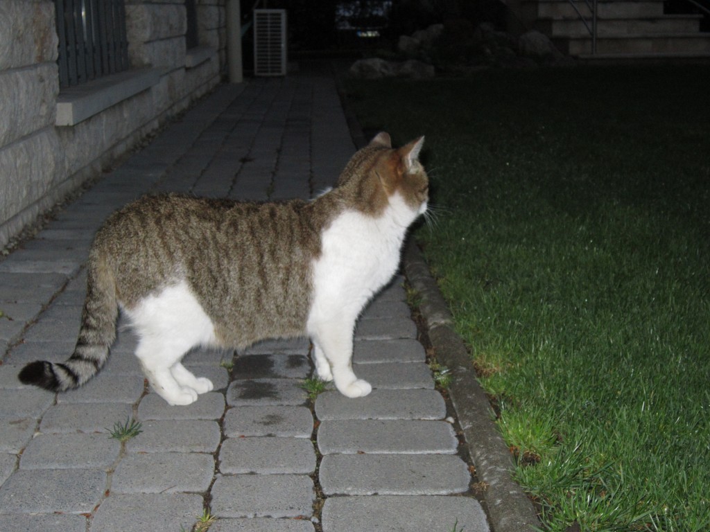 Floki, a házörző, éjszaka.jpg